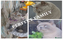 British Shorthair cats for sale: OUTSTANDING🏆PEDIGREE🎖CH SIRED in Dudley - Image 6