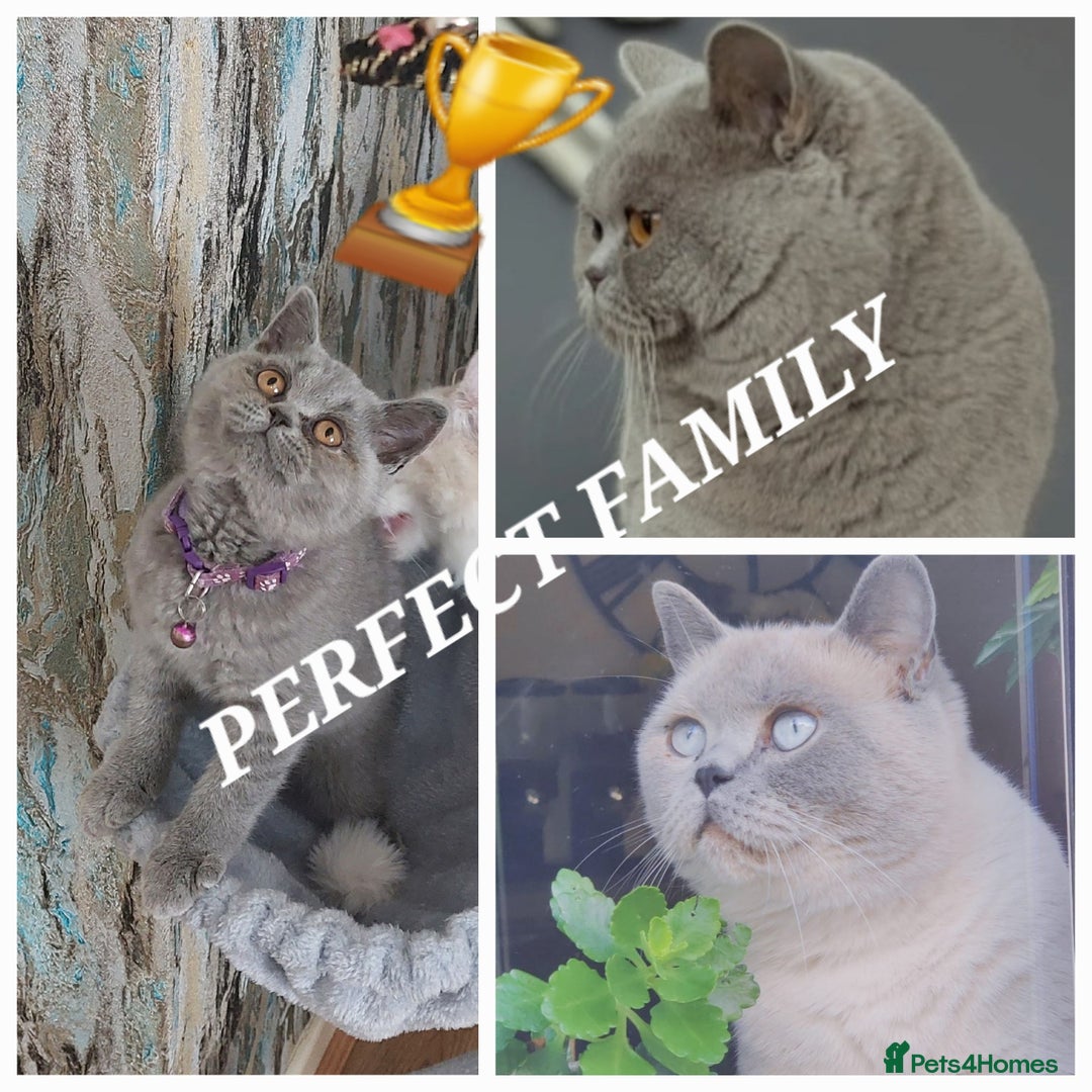 British Shorthair cats for sale: OUTSTANDING🏆PEDIGREE🎖CH SIRED in Dudley - Image 6