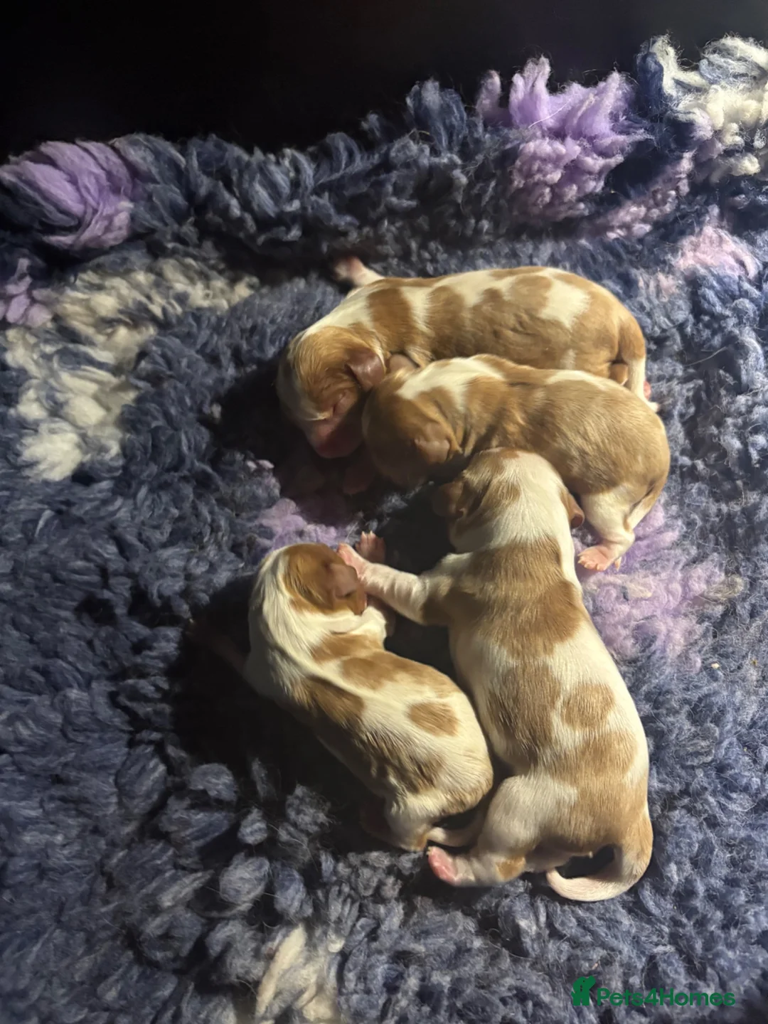 Cavalier King Charles Spaniel dogs for sale: 🧬New arrivals DNA HEALTH TESTED🧬KING CHARLES CAV - Advert 2