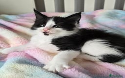 Maine Coon cats for sale: TICA registered pedigree Maincoon kittens - Image 12