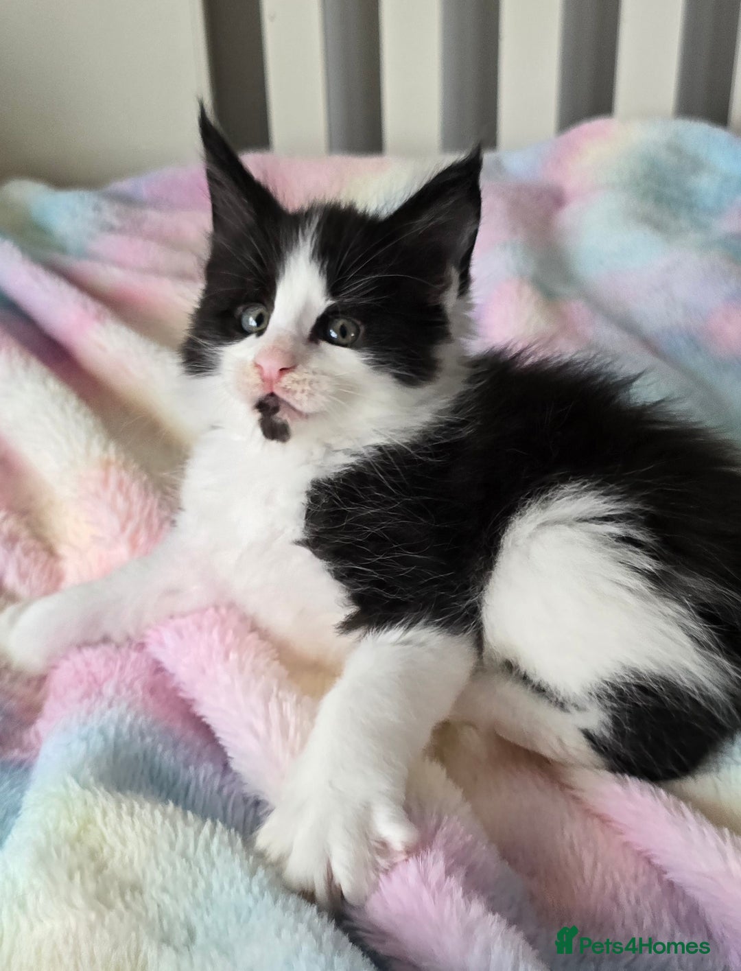 Maine Coon cats for sale: TICA registered pedigree Maincoon kittens - Image 12