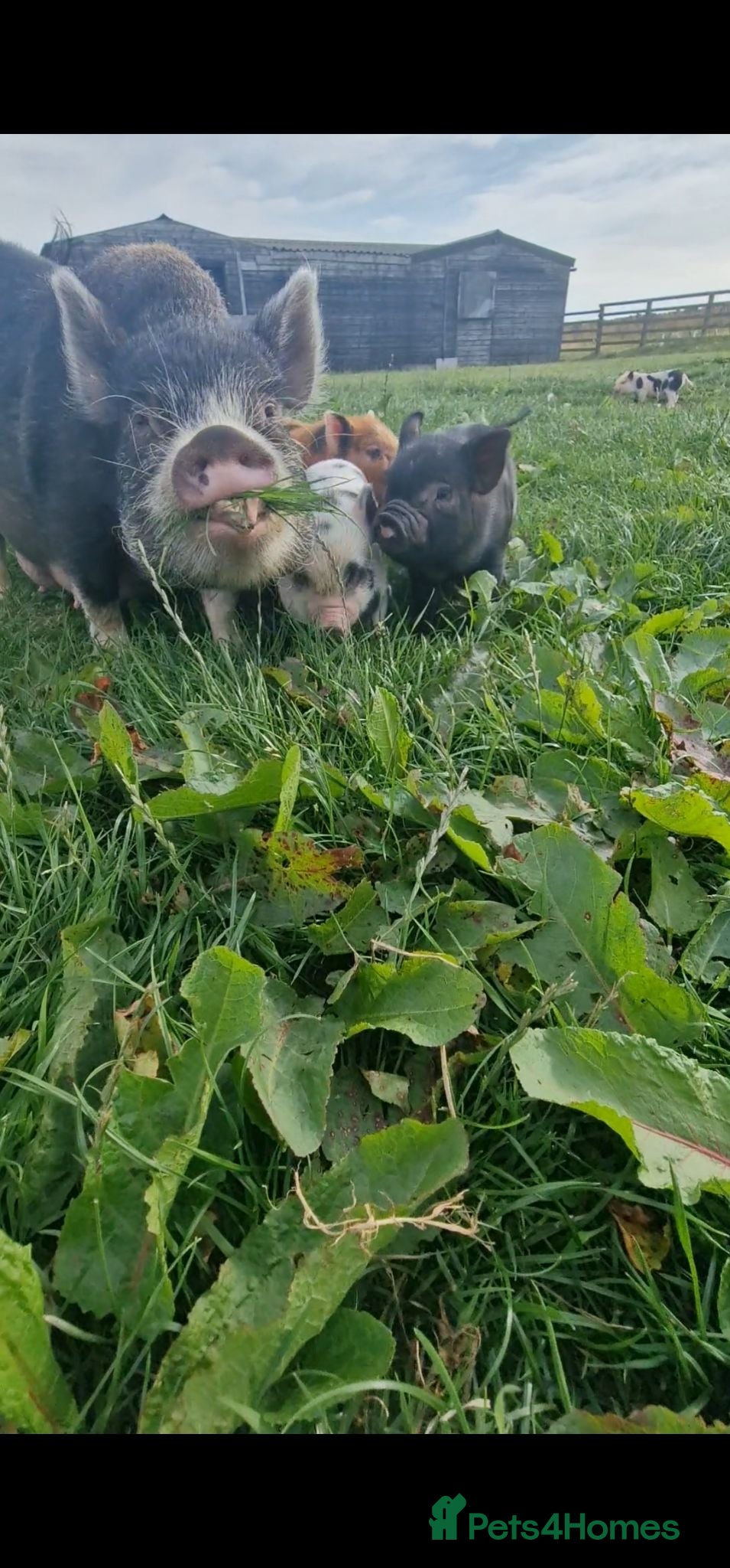 Pig livestock Super cute micro/mini and juliana pigs - Advert 2