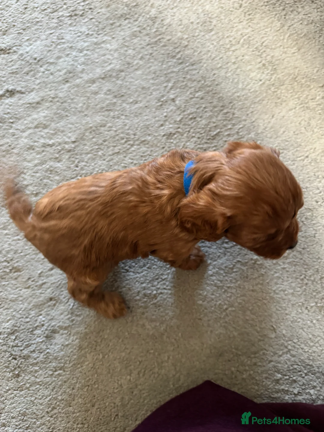 Cavapoo dogs for sale: Superb quality Cavapoo Puppies  - Advert 9