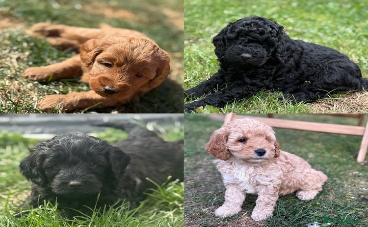 Cockapoo dogs - Advert 7