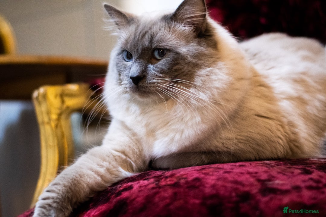 Ragdoll cats for sale: Ready Now GCCF Ragdoll Kittens Irresistibly Cuddly - Image 6