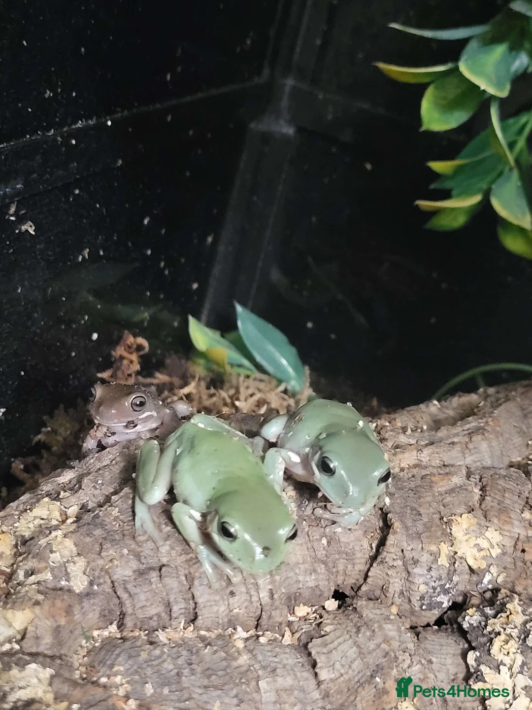 Frog reptiles for sale: x3 Snowflake Whitetree Frogs for Sale / Rehome - Advert 1