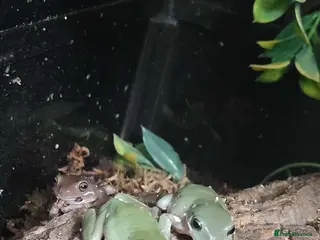 Frog reptiles x3 Snowflake Whitetree Frogs for Sale / Rehome - Advert 5