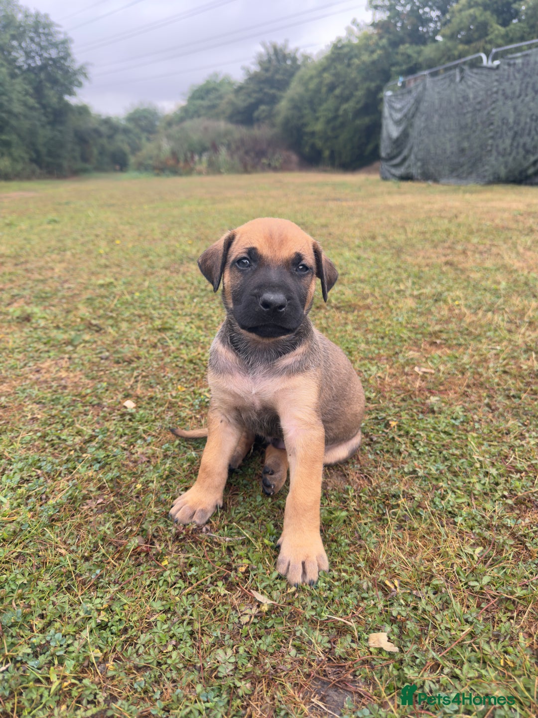 Belgian Shepherd Dog dogs for sale: Stunning Dutch Herder x Alano Español Pups  - Image 18
