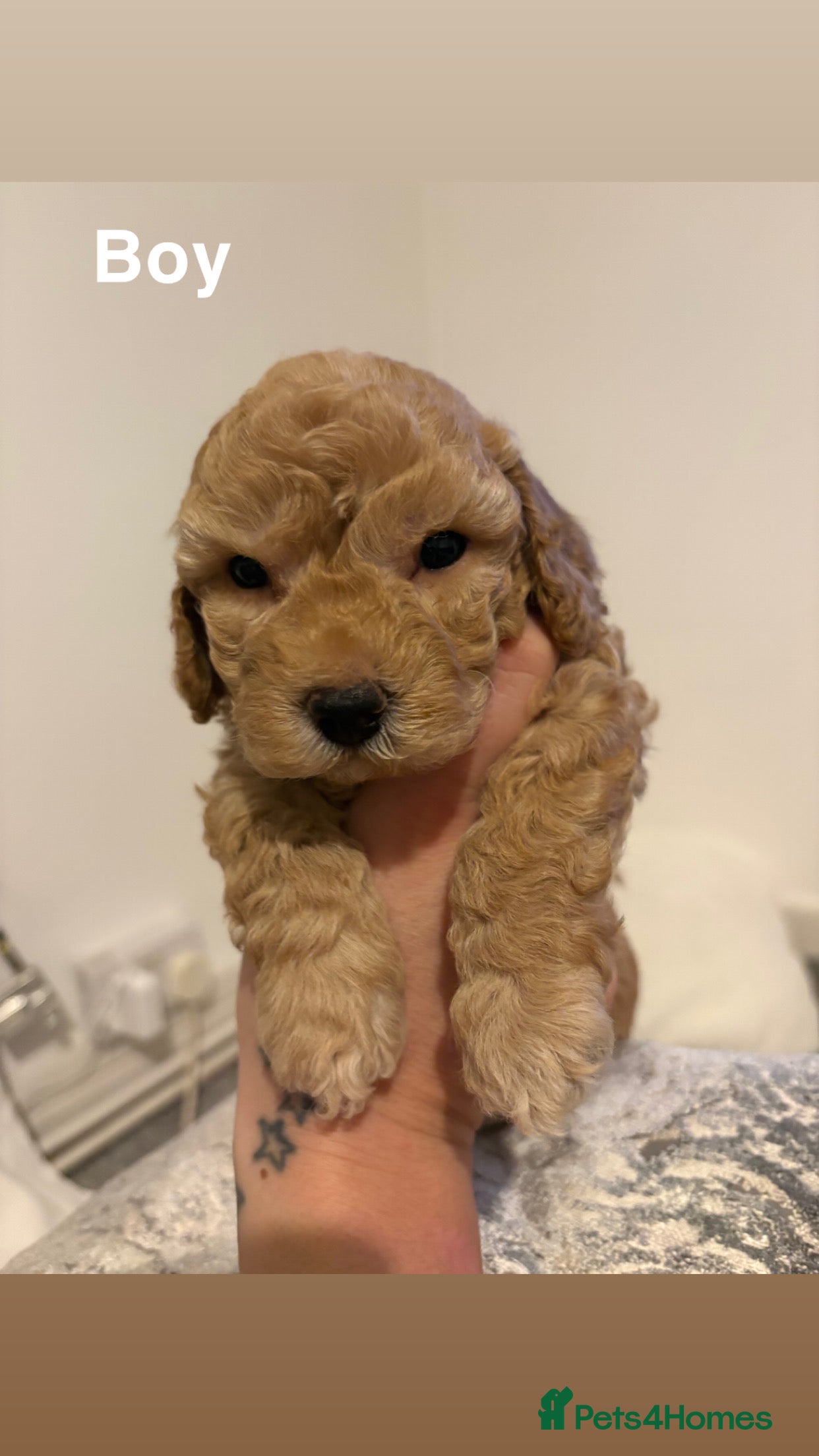 Toy Poodle dogs 5 cute curly red and apricot toy poodle puppies  - Advert 7