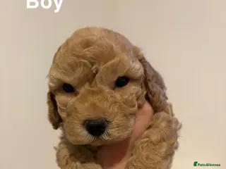 Toy Poodle dogs 5 cute curly red and apricot toy poodle puppies - Advert 7