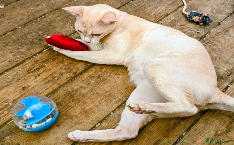 Burmese cats - Advert 1