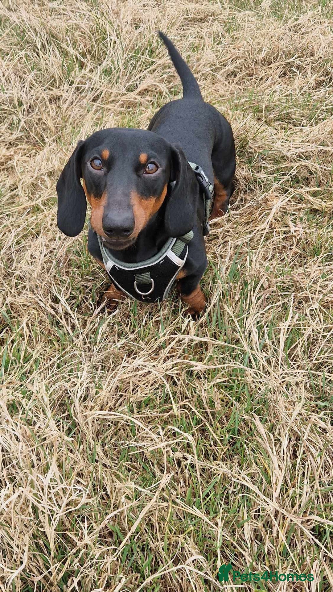 Miniature Dachshund dogs for stud: Miniature Dachshund stud in Pontypridd - Advert 9