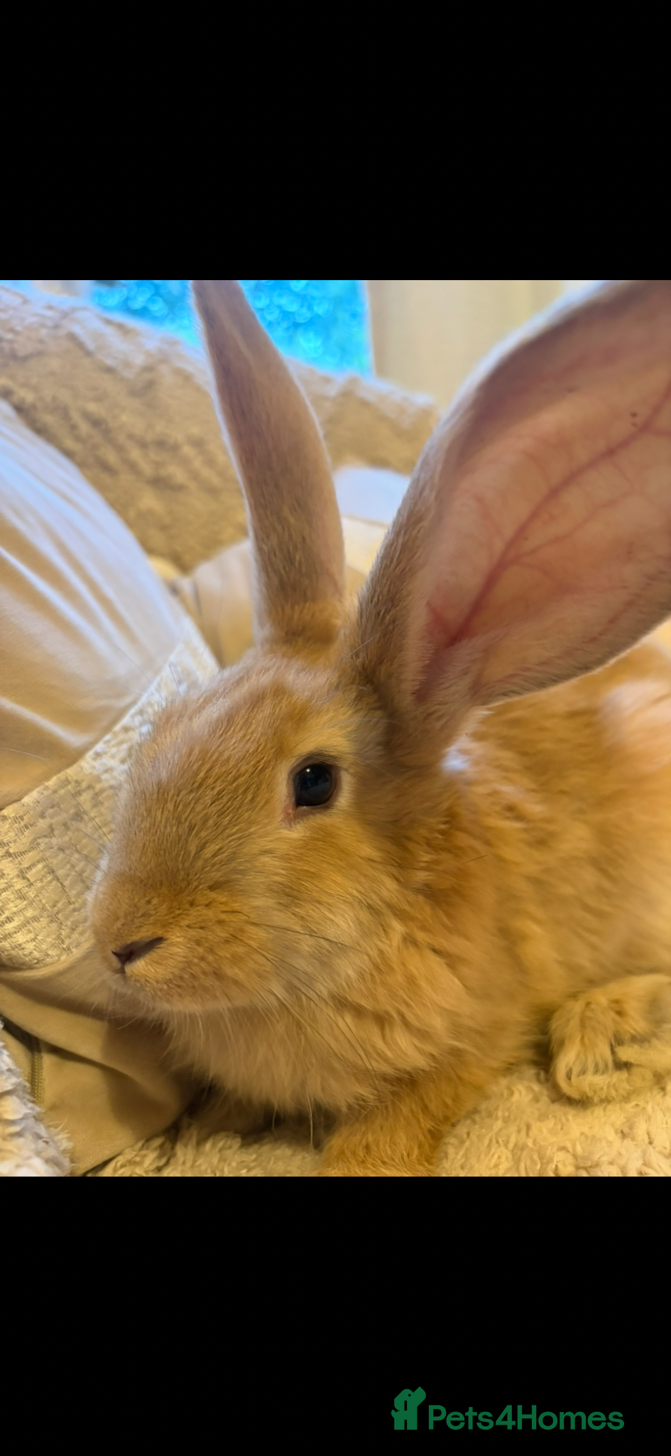 Continental Giant rabbits for sale: One left Lovely continental Giants baby rabbits  - Advert 13