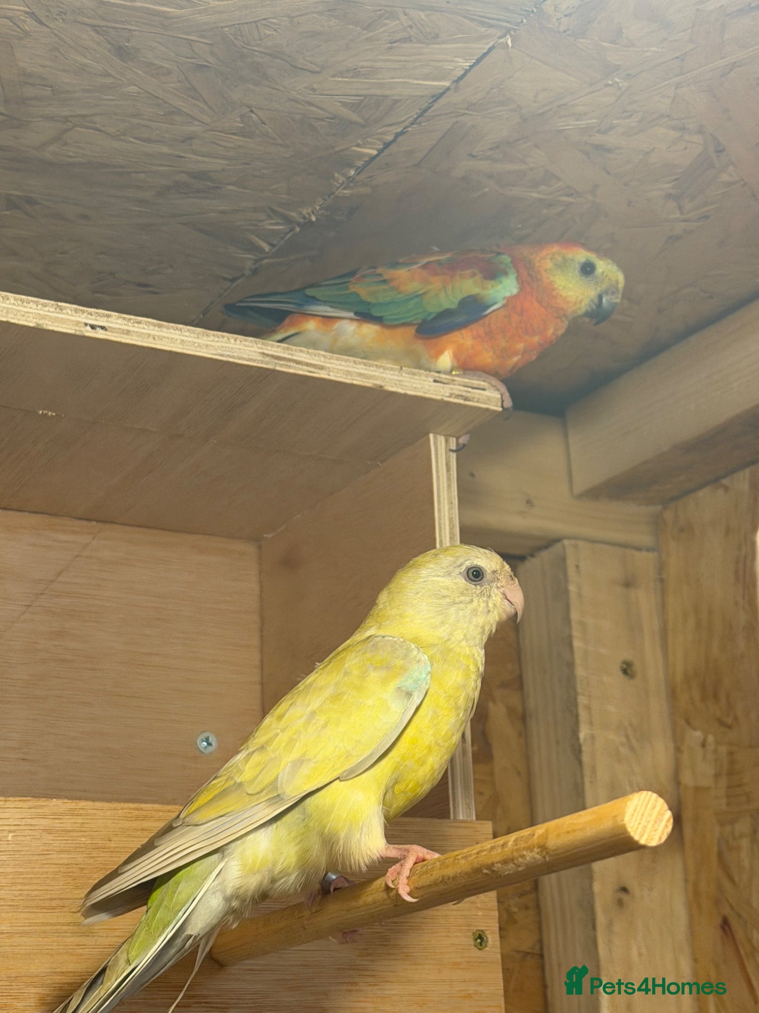 Parrots birds for sale: 2 pairs of redrumps for sale  in Wellingborough - Advert 4