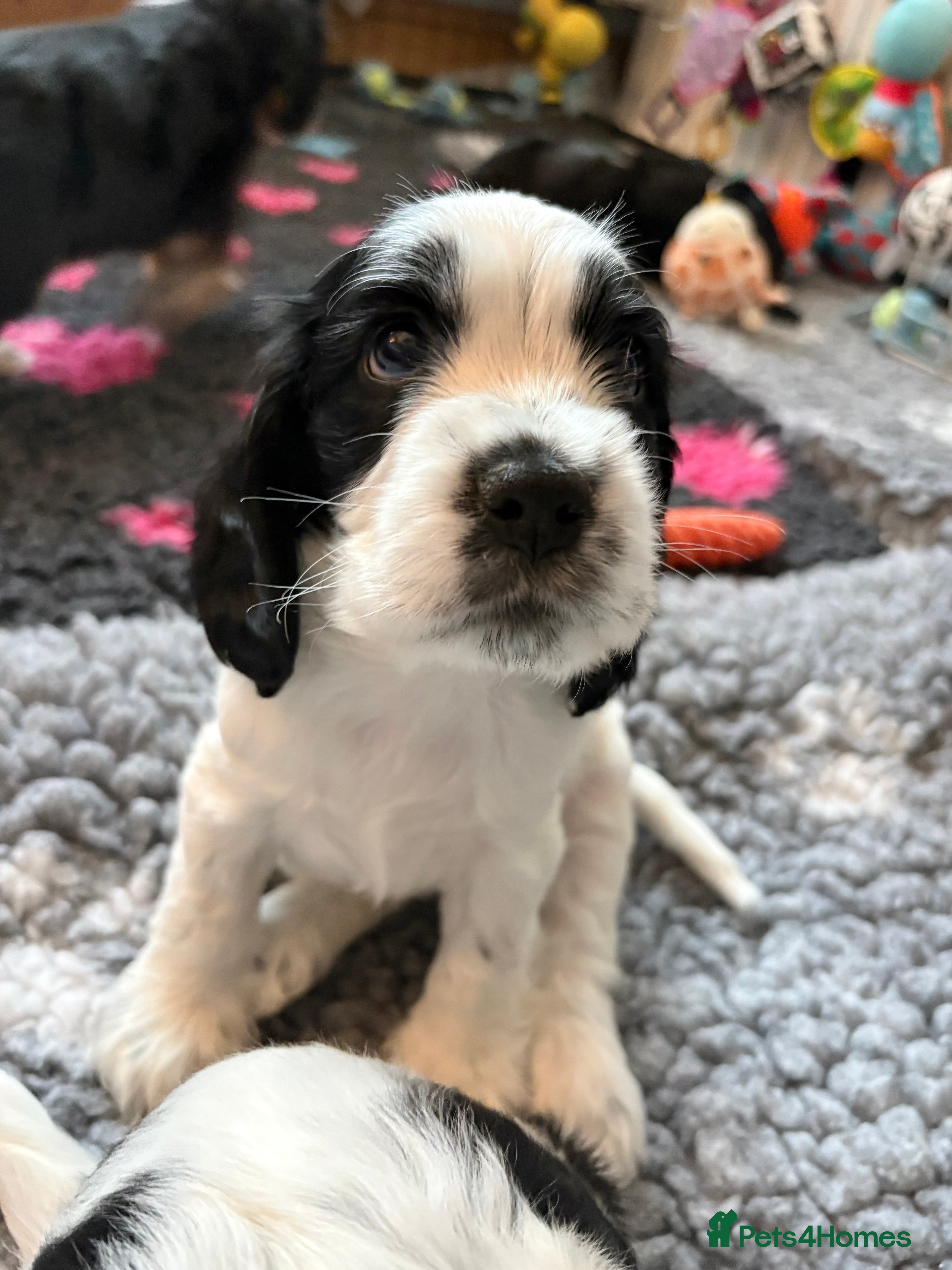 Cocker Spaniel dogs KC Reg; DNA Tested; 1.5% COI; Home-Reared Spaniels - Advert 2