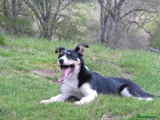 Smooth Collie dogs for sale: Male Collie Pups age 10 weeks - Advert 1