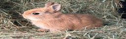 Netherland Dwarf rabbits for sale: Stunning Netherland dwarves  - Advert 1