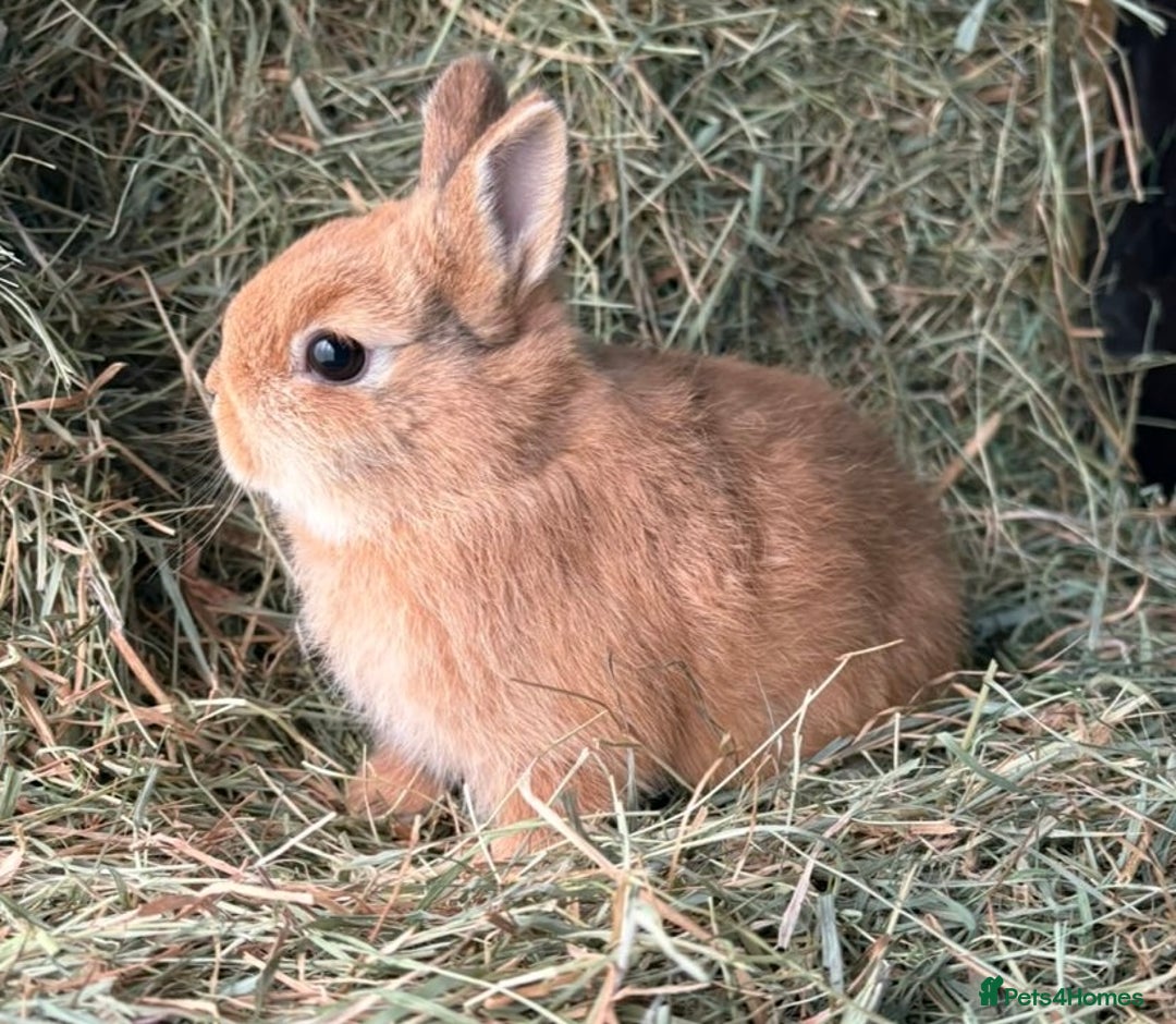 Netherland Dwarf rabbits for sale: Stunning Netherland dwarves  - Advert 1