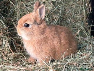 Netherland Dwarf rabbits Stunning Netherland dwarves - Advert 5