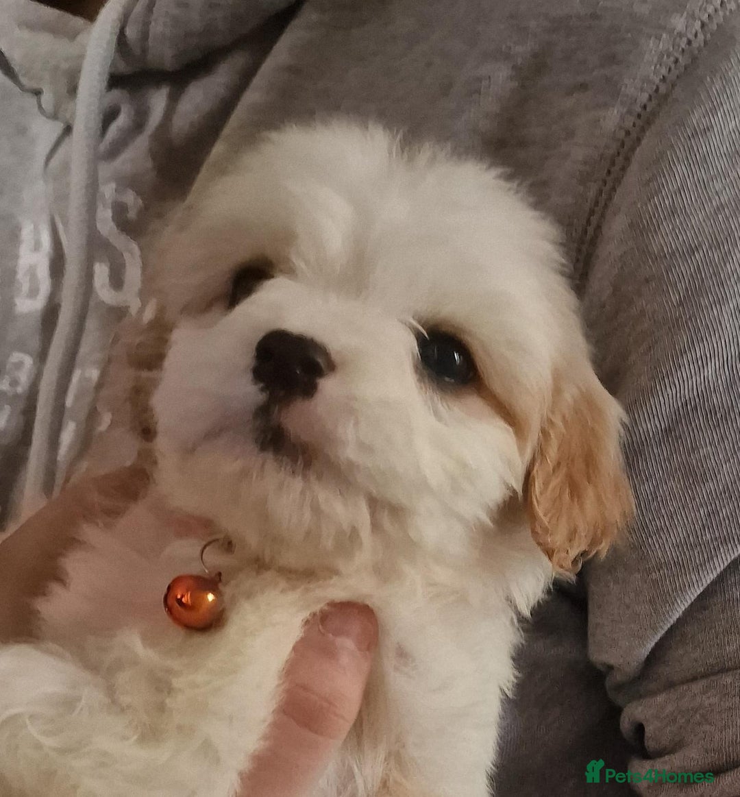 Cavapoo dogs for sale: Cavapoos  - Advert 3