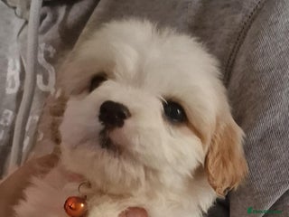 Cavapoo dogs Cavapoos - Advert 1