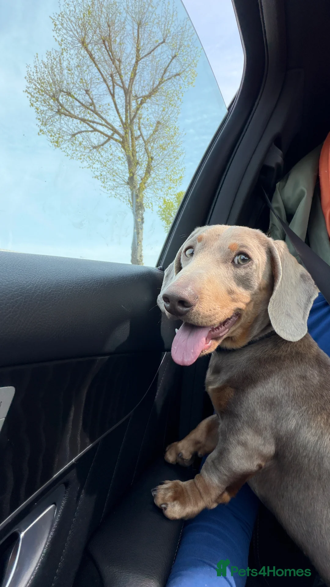 Miniature Dachshund dogs for sale: Pablo is ready for a forever home! KC REG  - Advert 1