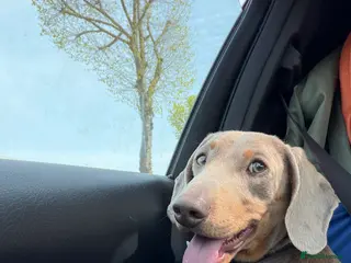 Miniature Dachshund dogs for sale: Pablo is ready for a forever home! KC REG - Advert 1