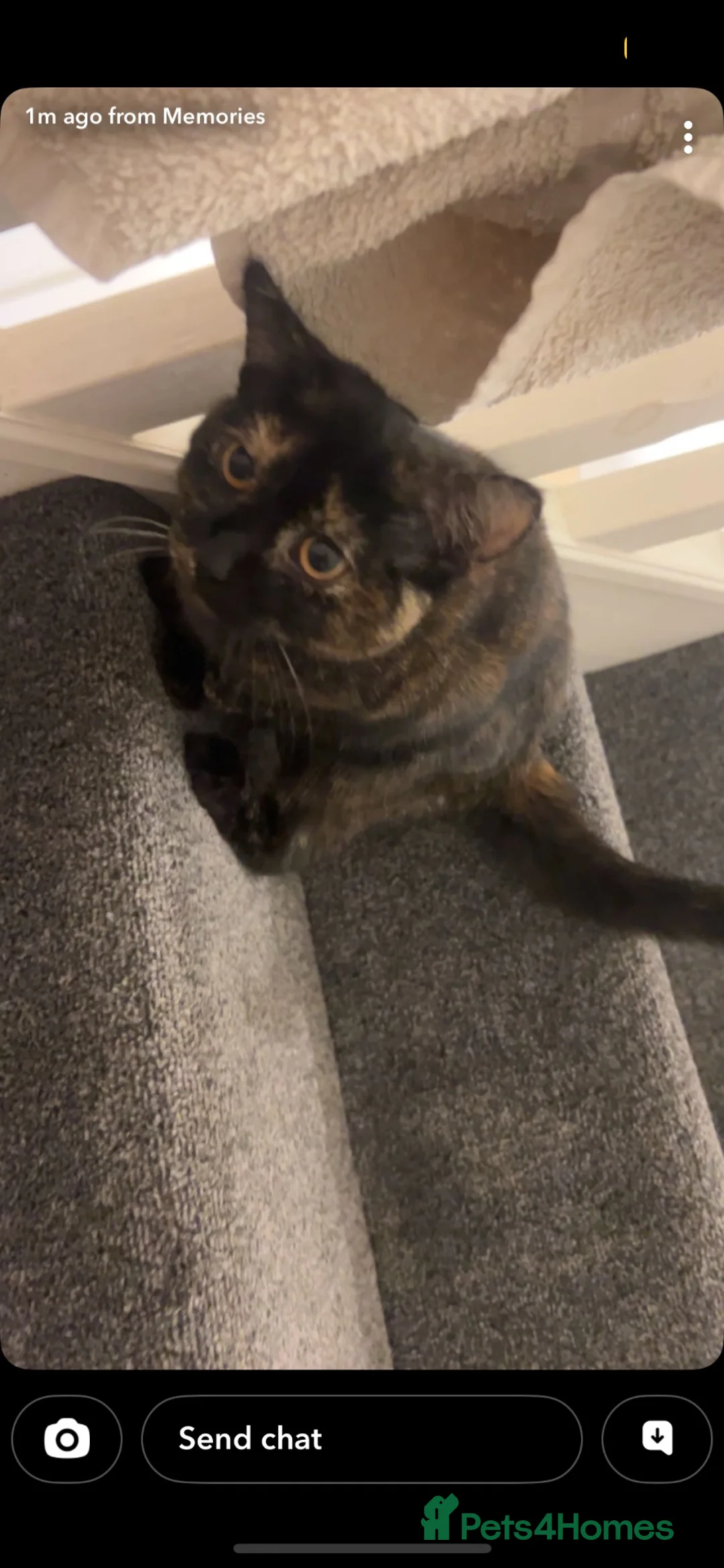 Bengal cats for sale: Bengals cat  - Advert 2