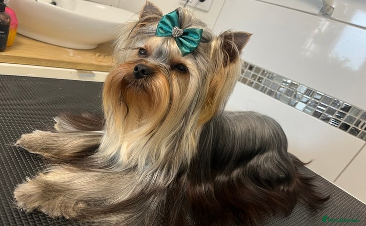 Yorkshire Terrier dogs - Advert 1