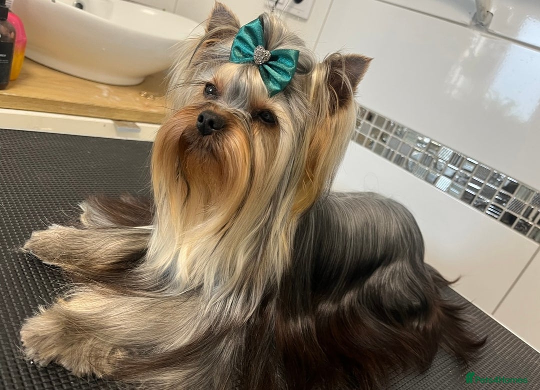 Yorkshire Terrier dogs for sale: Yorkshire Terriers - couple  - Image 1