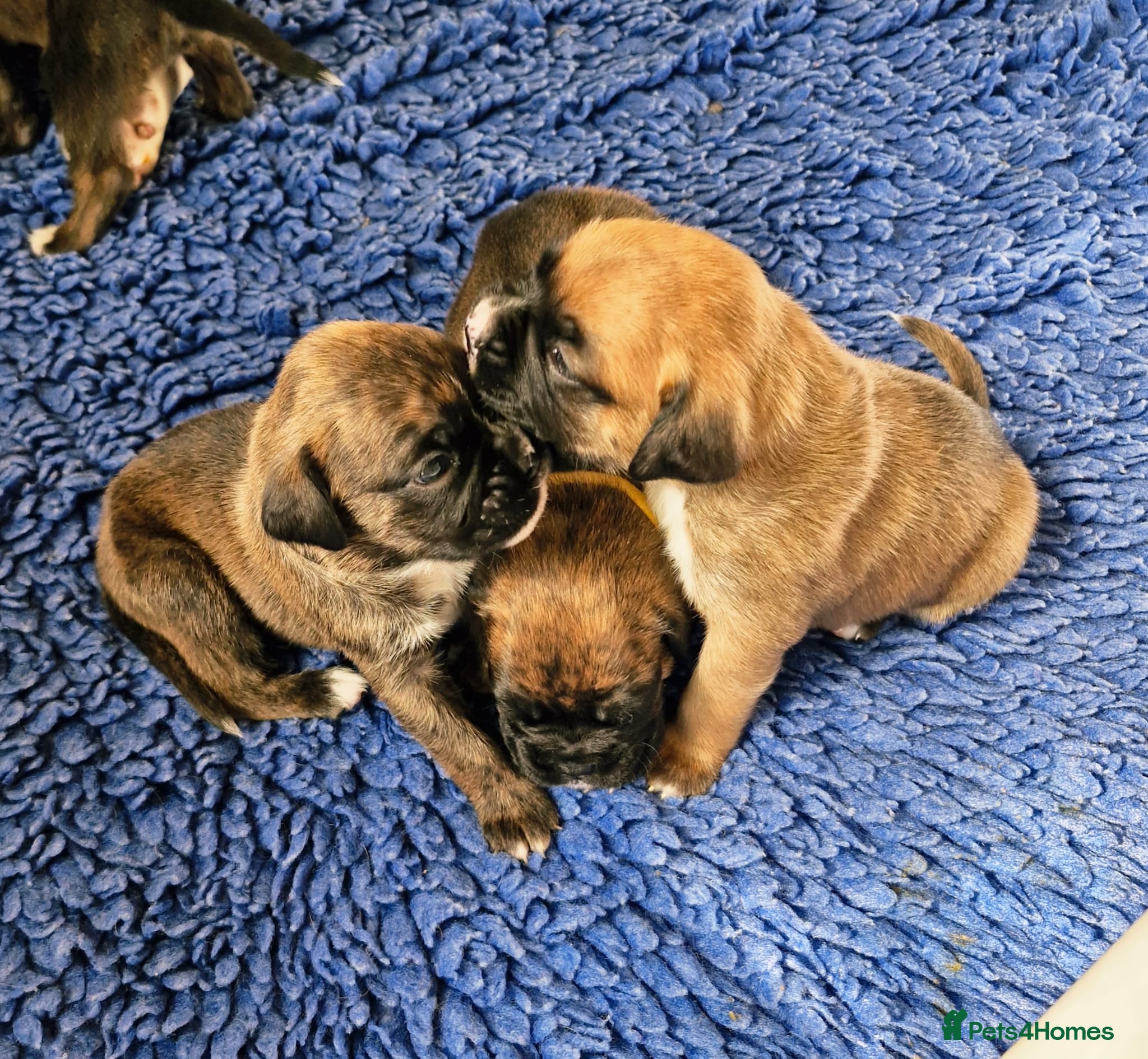 Boxer dogs GORGEOUS KC PUPPIES  - Advert 14