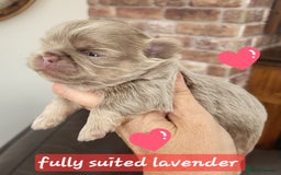 Shih Tzu dogs for sale: KC IMPERIAL SHISH TZU - Image 3