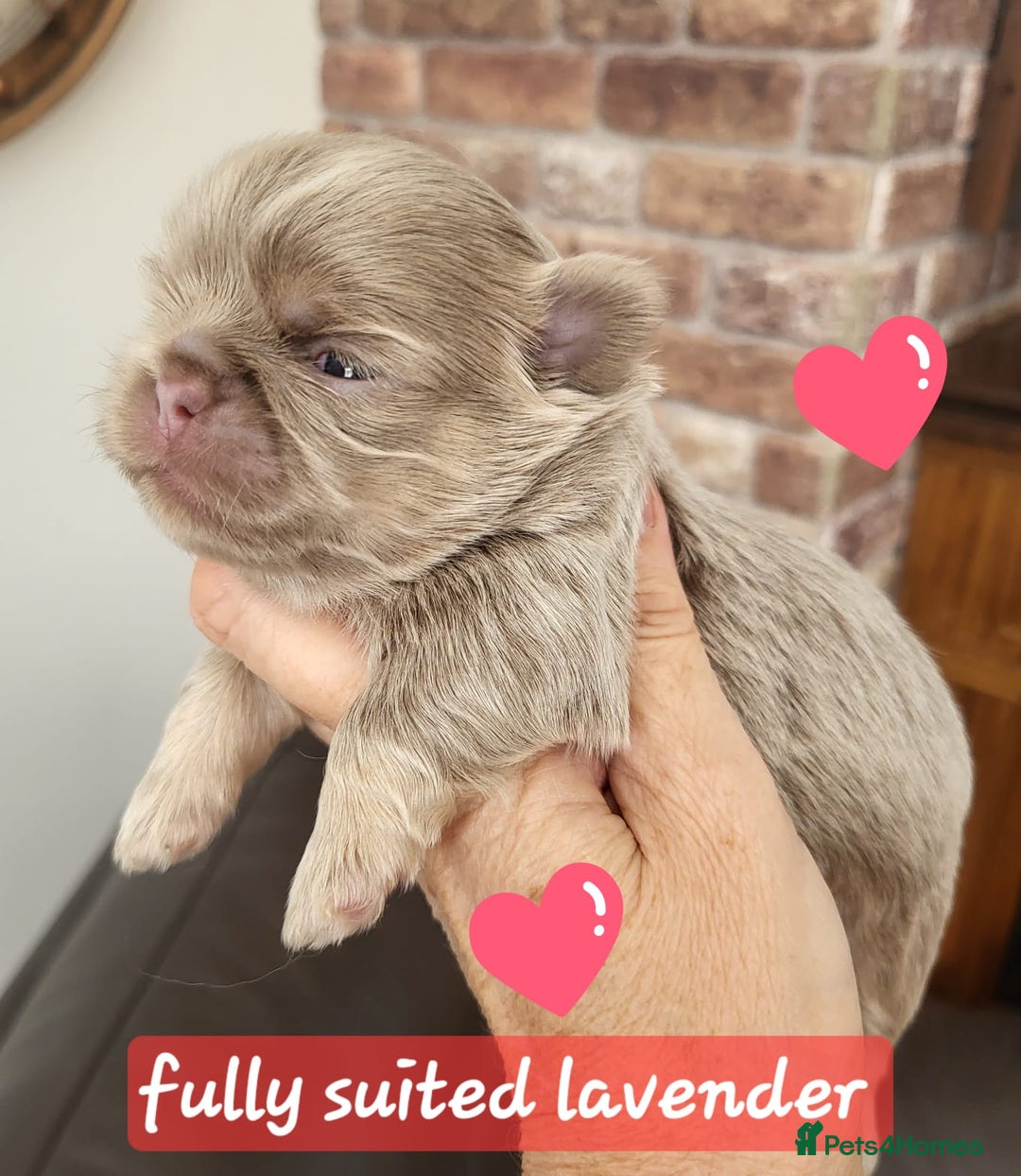 Shih Tzu dogs for sale: KC IMPERIAL SHISH TZU - Image 3