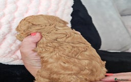 Mixed Breed dogs for sale: BEAUTIFUL SMALL MALTIPOO  BABY'S  - Image 14
