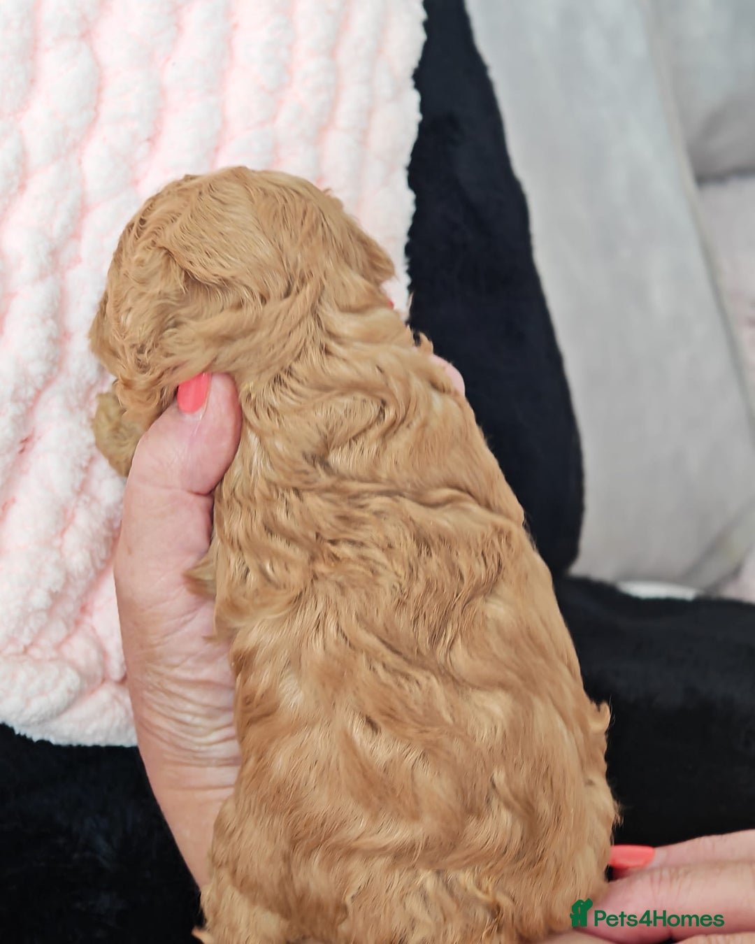 Mixed Breed dogs for sale: BEAUTIFUL SMALL MALTIPOO  BABY'S  - Image 14