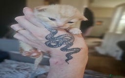 Sphynx cats for sale: Sphynx naked and coated  - Image 20