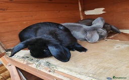 Mini Lop rabbits for sale: Rabbit  - Image 4