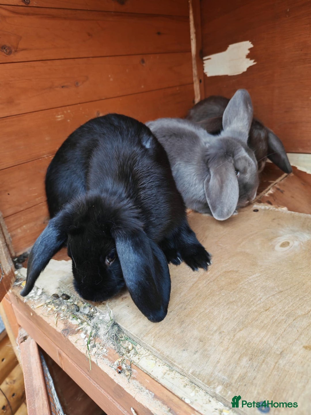 Mini Lop rabbits for sale: Rabbit  - Image 4