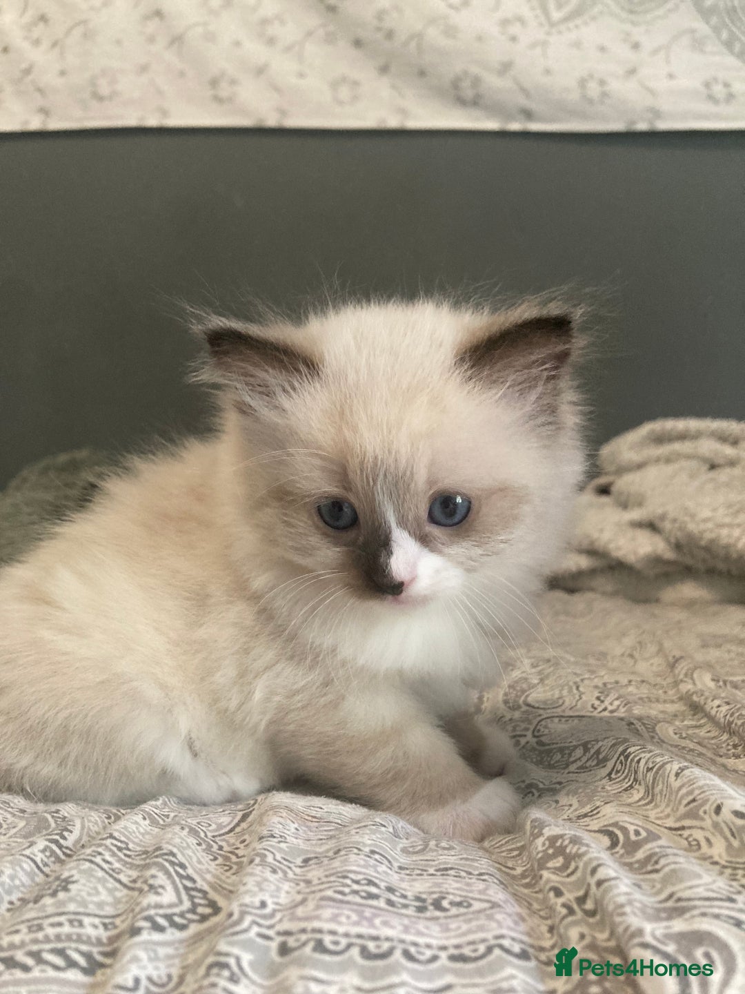 Ragdoll cats for sale: Beautiful Ragdoll kittens  - Image 14