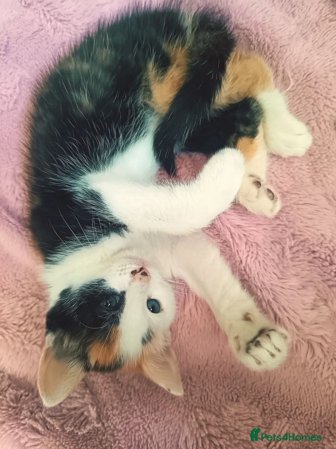 Mixed Breed cats for sale: Beautiful calico girl  - Advert 2