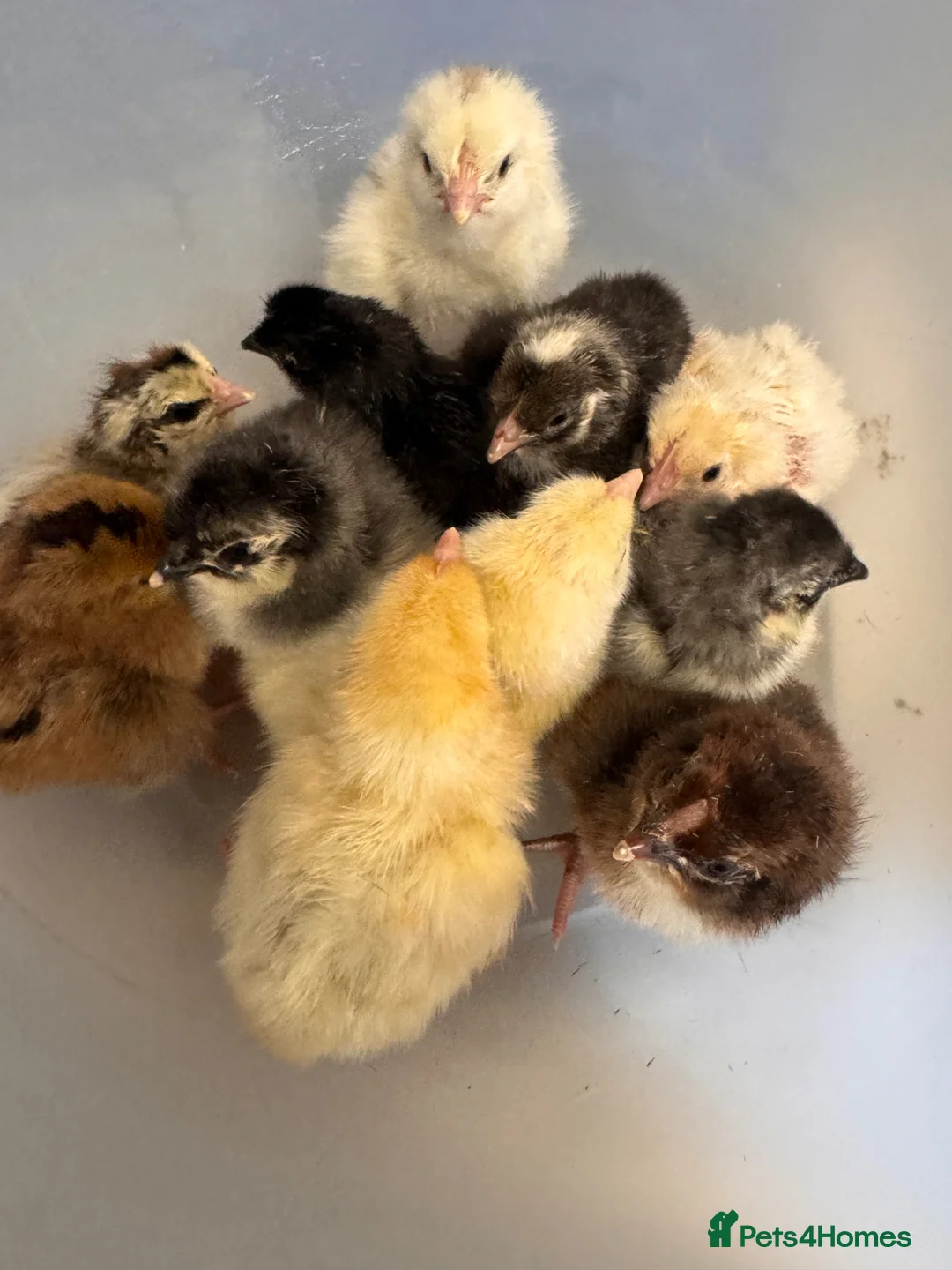 Chickens poultry for sale: chicks available  - Advert 3