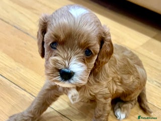 Cavapoo dogs ♥️Fabulous Toy Cavapoo Puppies KC Reg parents✨ - Advert 4