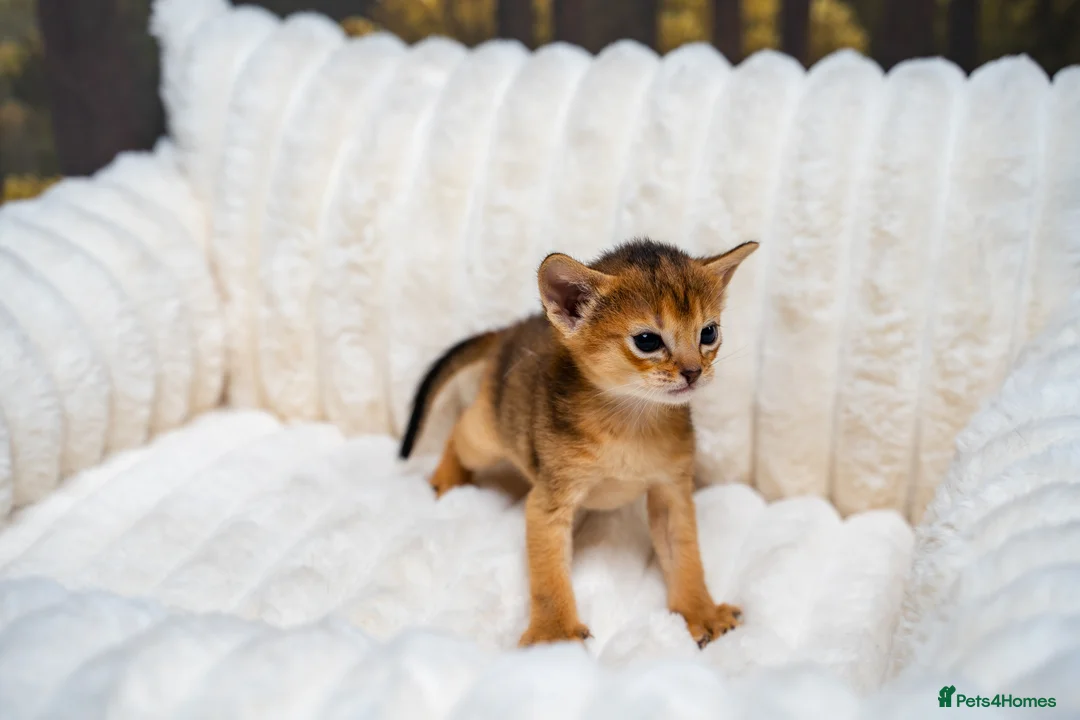 Abyssinian cats for sale: Ruddy Abyssinians Kittens-Outstanding Pedigree  - Advert 35