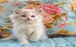 Ragdoll cats for sale:  ‼️ 1 left ‼️blue bicolour boys  - Image 2
