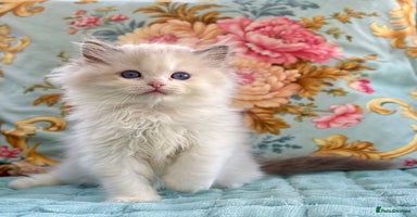 Ragdoll cats - Advert 14