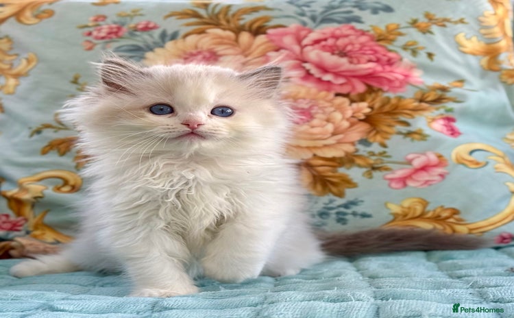 Ragdoll cats - Advert 13