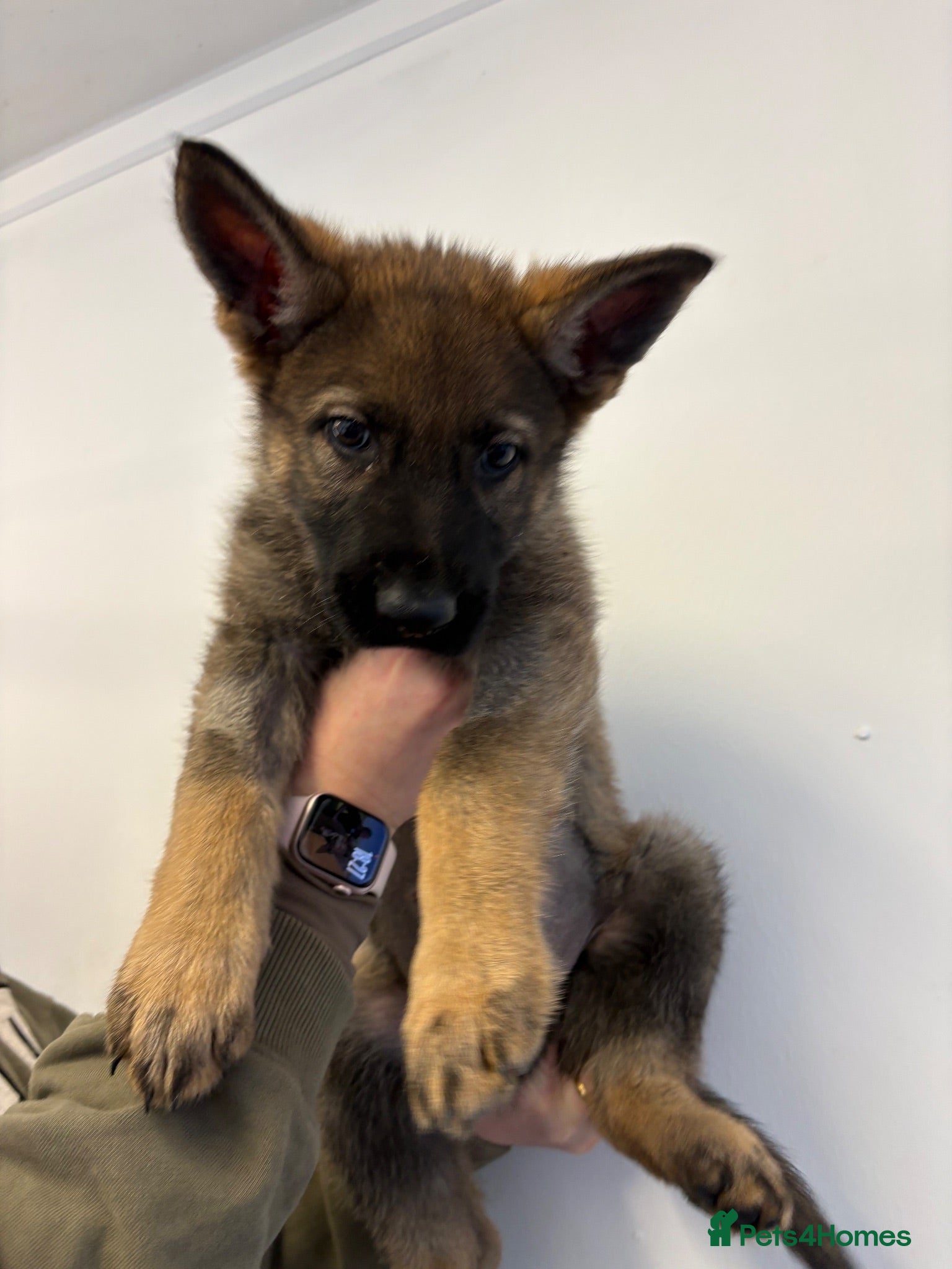 German Shepherd dogs KC GSD PUP MALE - Advert 1