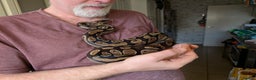Python Snake reptiles for sale: Wild type royal python - Advert 3