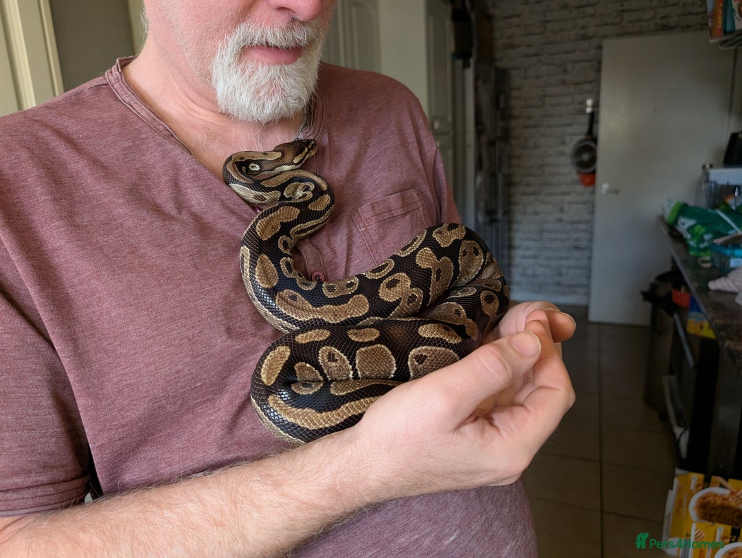 Python Snake reptiles for sale: Wild type royal python - Advert 3