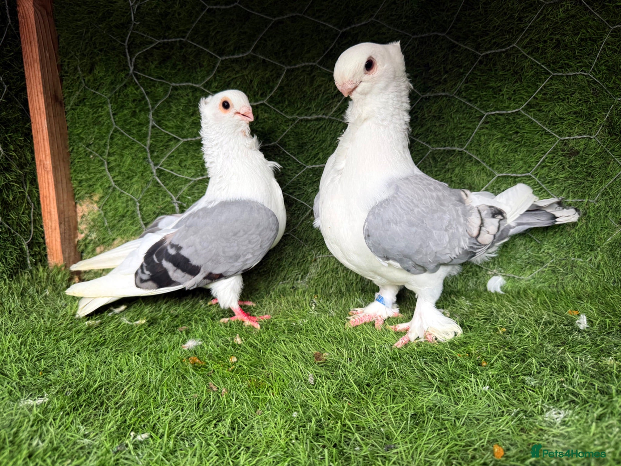 Pigeons birds Premium Breeding Pigeons Top Quality Pairs Availab - Advert 2
